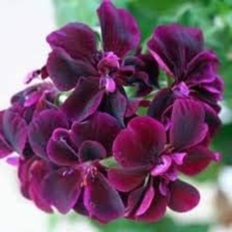 Dark Pink Black Geranium Flower Seeds 100
