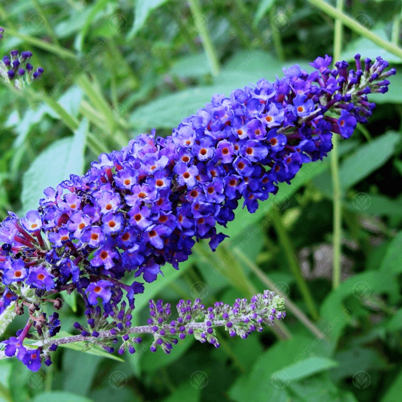 Empire Blue Buddleja Alternifolia Seeds for Planting  Non-GMO Heirloom Seeds 100