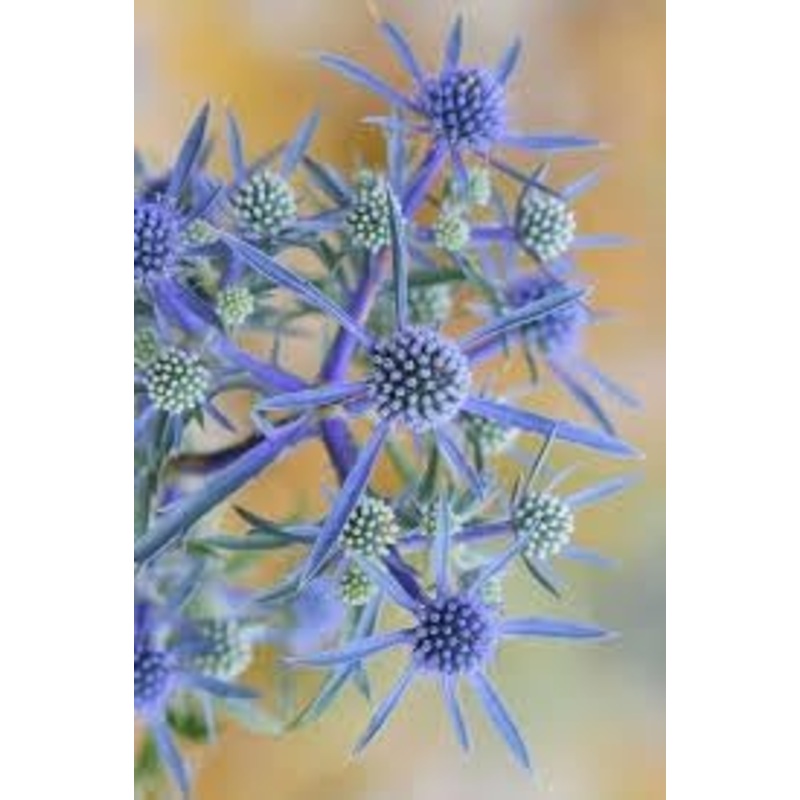 Eryngium Plant Seeds for Planting, 100 100