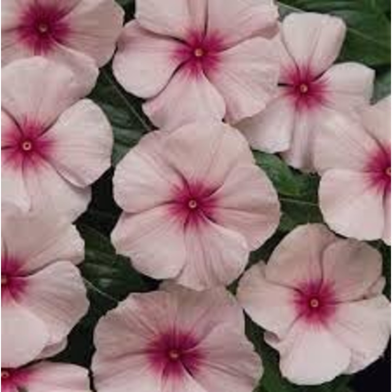 Fragrant Vinca Flower Seeds  Heirloom, Non-GMO Flower Seeds for Planting 100