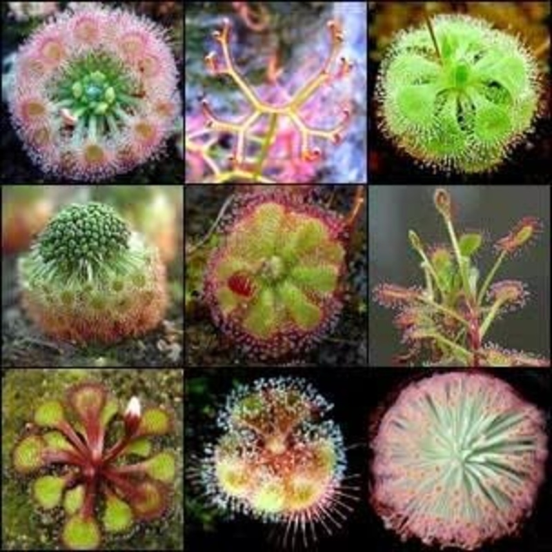 Heirloom Non-GMO Mixed Sundew Plant Seeds for Garden Growing  Carnivorous Insect-Trapping Variety 100