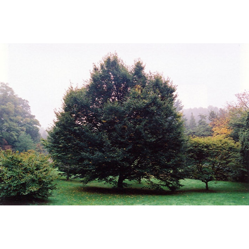 Hornbeam-European 2.0″B