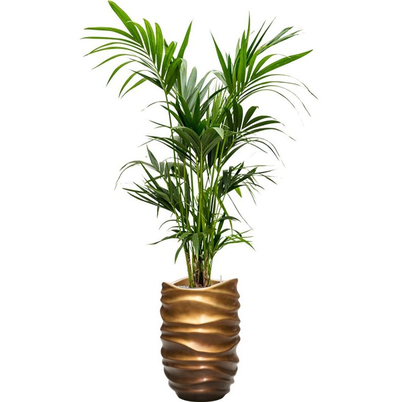 Kentia (Howea) forsteriana in Baq Gradient Lee Office Plant With Pot 195cm Height 27cm Dia