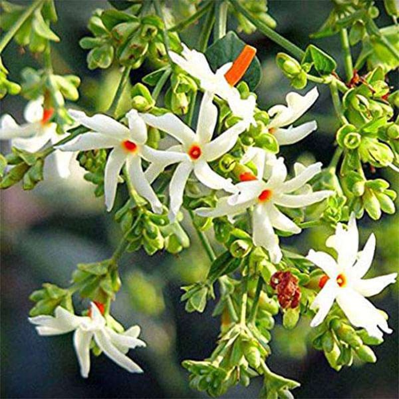 Nyctanthes arbor-tristis – 0.5 kg Seeds