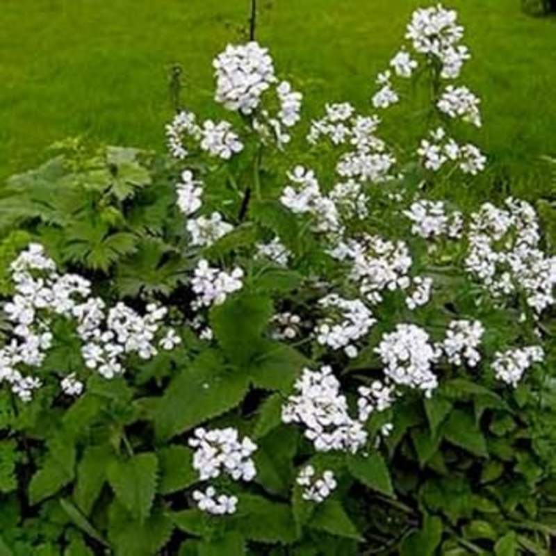 Organic White Lunaria Rediviva Flower Seeds for Planting  Heirloom, Non-GMO 100