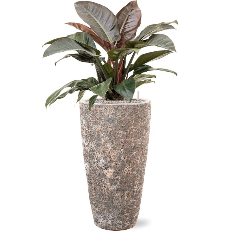 Philodendron `Imperial Red’ in Baq Lava Office Plant With Pot 112cm Height 29cm Dia