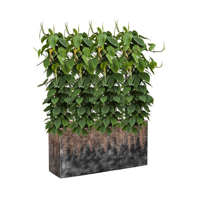 Philodendron scandens in Baq Luxe Lite Universe Comet Office Plant With Pot 135cm Height 25cm Dia