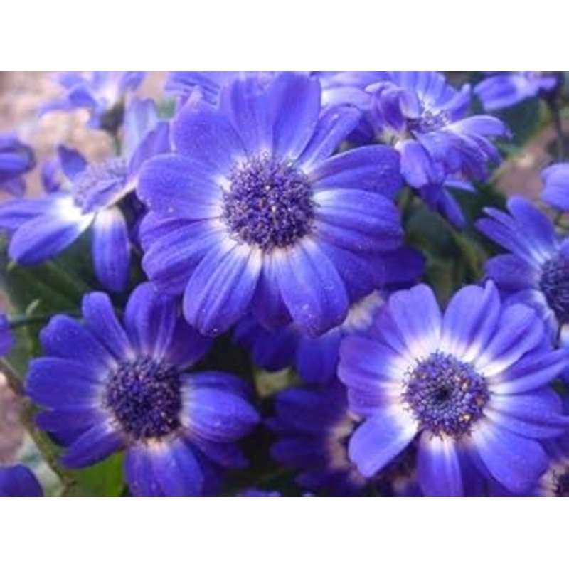 Purple Iberidifolia Flower Seeds for Garden – NON GMO Seeds 100