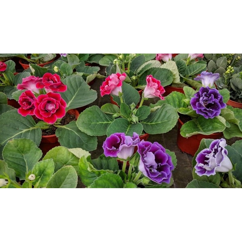 Red & Purple Gloxinia Heirloom Non-GMO Seeds for Planting 100