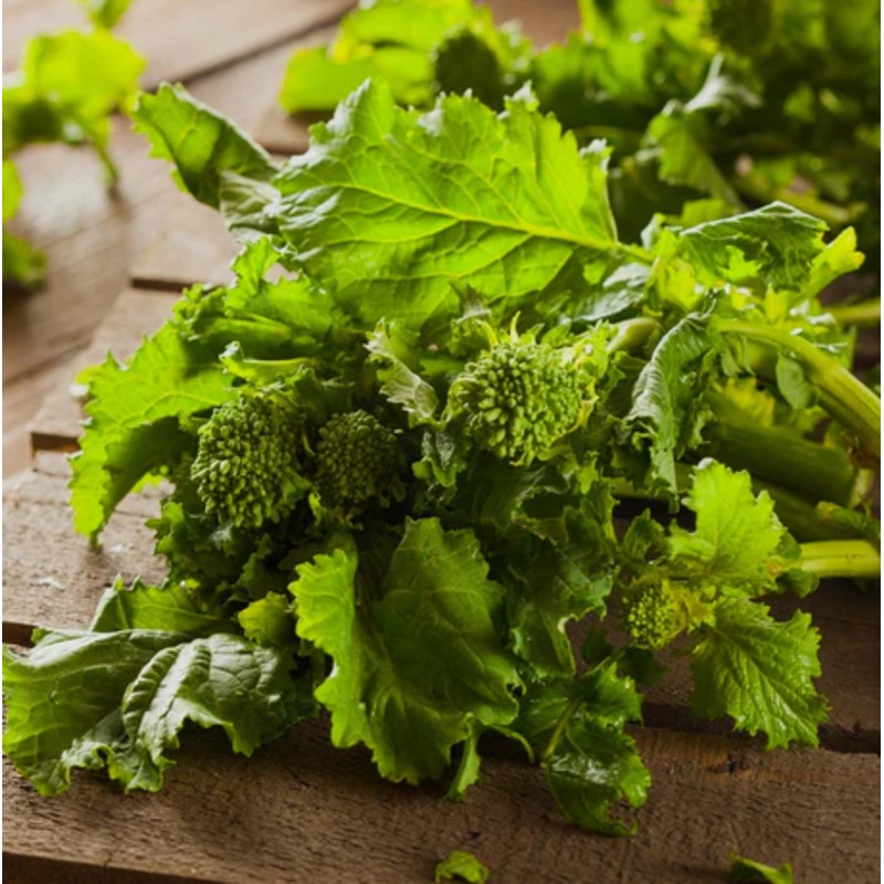 Semences de Rapini Spring Raab *Biologique*