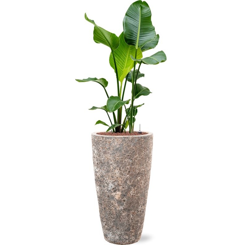 Strelitzia nicolai in Baq Lava Office Plant With Pot 142cm Height 29cm Dia