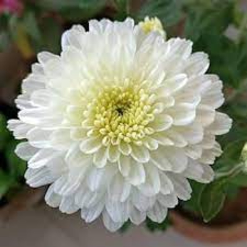 White Chrysanthemum Flower Seeds for Planting, NON GMO Seeds 100