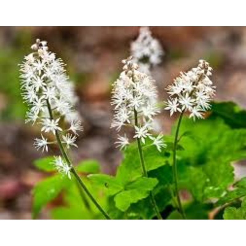 White Tiarella Trifoliata Flower Seeds for Planting – 100 100