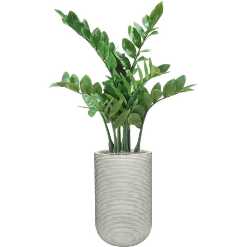 Zamioculcas ZZ in Ridged Horizontally Office Plant With Pot 112cm Height 26cm Dia