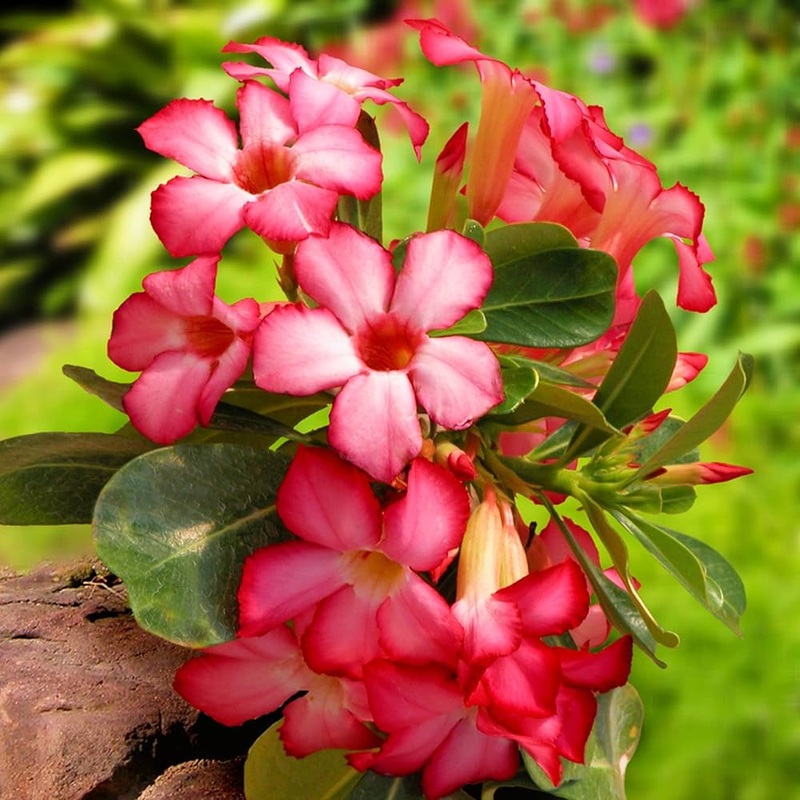 Adenium Obesum Flower Seeds  Heirloom Non-GMO Desert Rose Seeds for Colorful Garden Pots 100