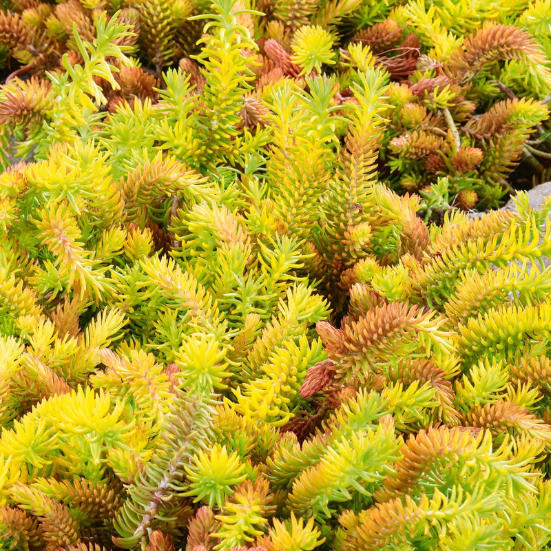 Angeline Stonecrop #1 Container