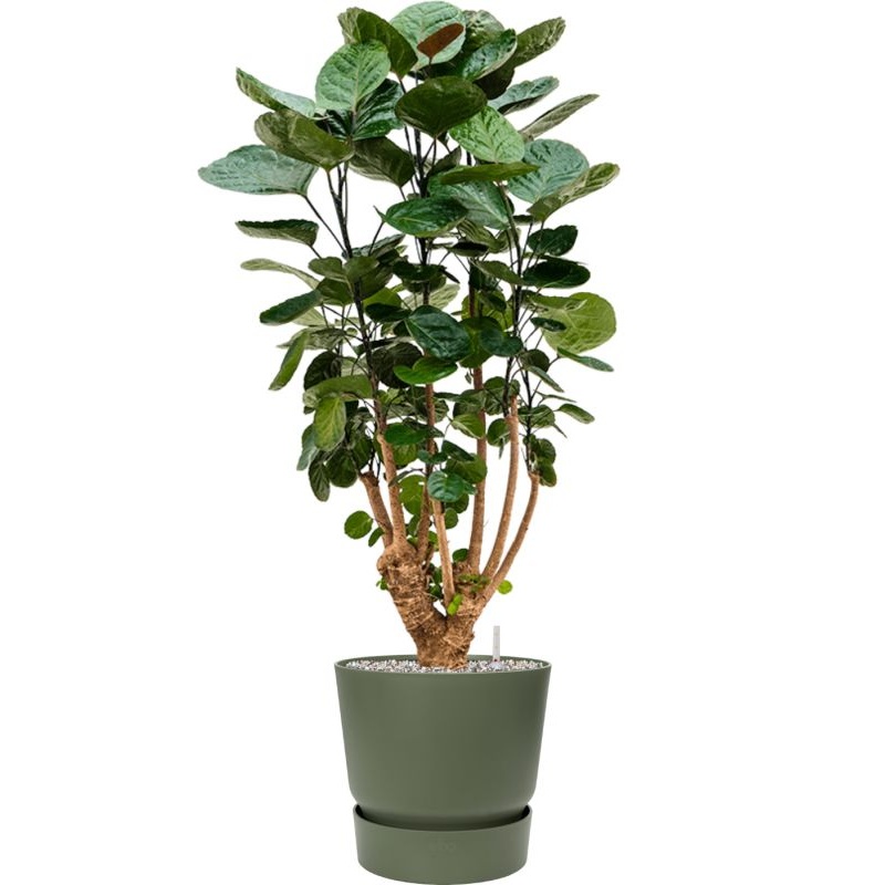 Aralia (Polyscias) ‘Fabian’ in Greenville Office Plant With Pot 104cm Height 29cm Dia