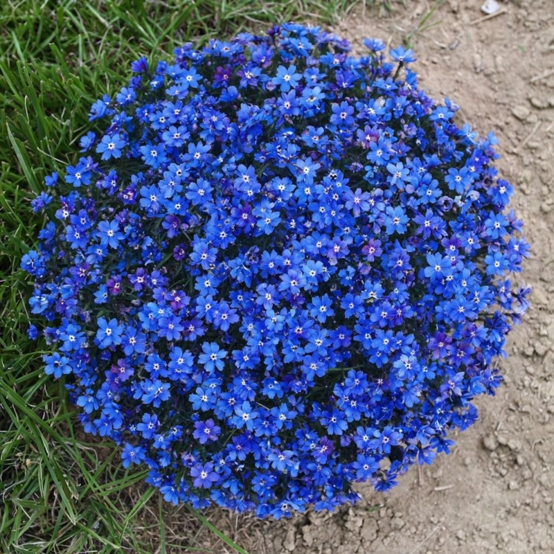 Aubrieta Blue Rock Cress Seeds for Planting – NON GMO Seeds 100