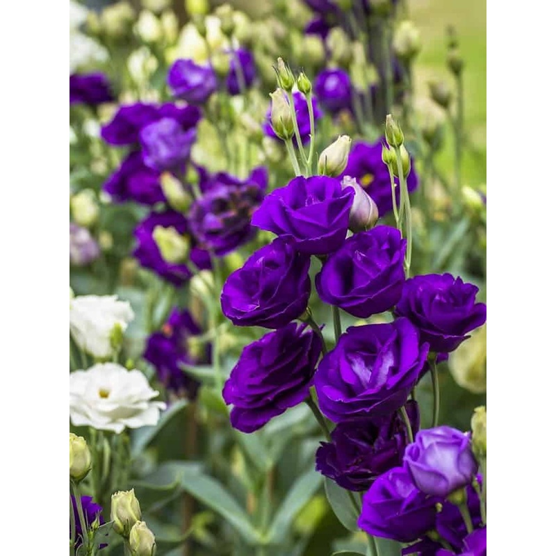 Blue Lisianthus Flower Seeds for Planting – Heirloom, NON-GMO, Easy to Grow Garden Blooms 100