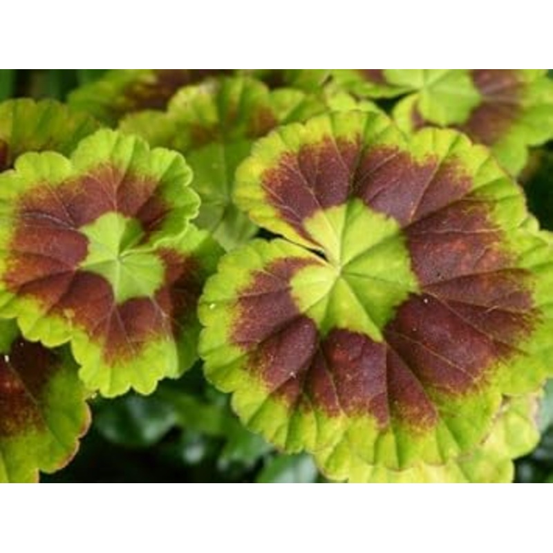 Green & Brown Geranium Flower Seeds for Planting – Heirloom & Non-GMO Seeds 100