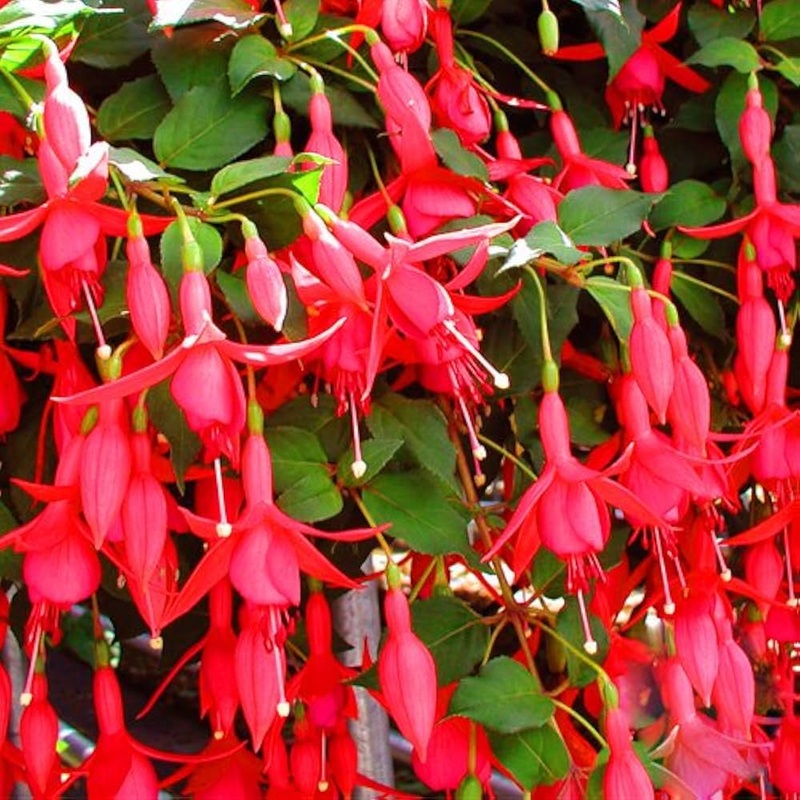 Heirloom Non-GMO Fuchsia Flower Seeds for Planting  Vibrant Hanging Ornamental Garden Blooms 100