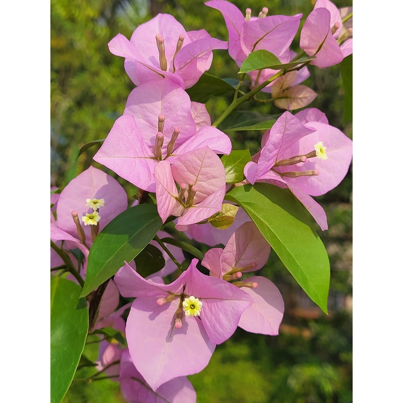 Heirloom Non-GMO Light Pink Bougainvillea Flower Seeds for Planting  Climbing Vine Seeds 100