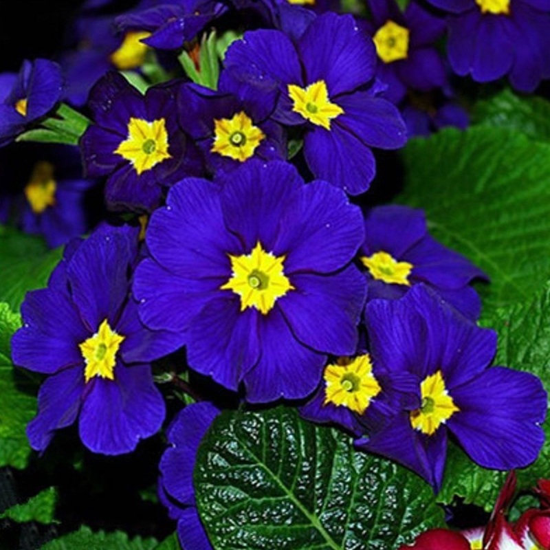 Heirloom Non-GMO Primula Acaulis Flower Seeds for Garden Planting  Early Spring Colorful Blooms 100