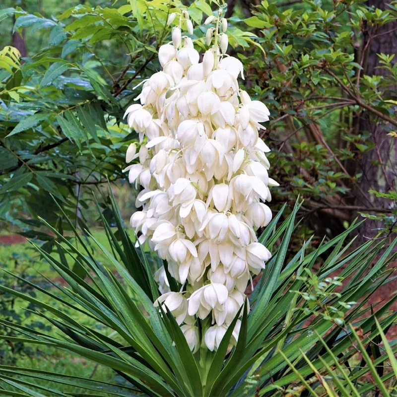 Heirloom Non-GMO White Yucca Filamentosa Plant Seeds for Drought-Tolerant Landscape Garden Planting 100
