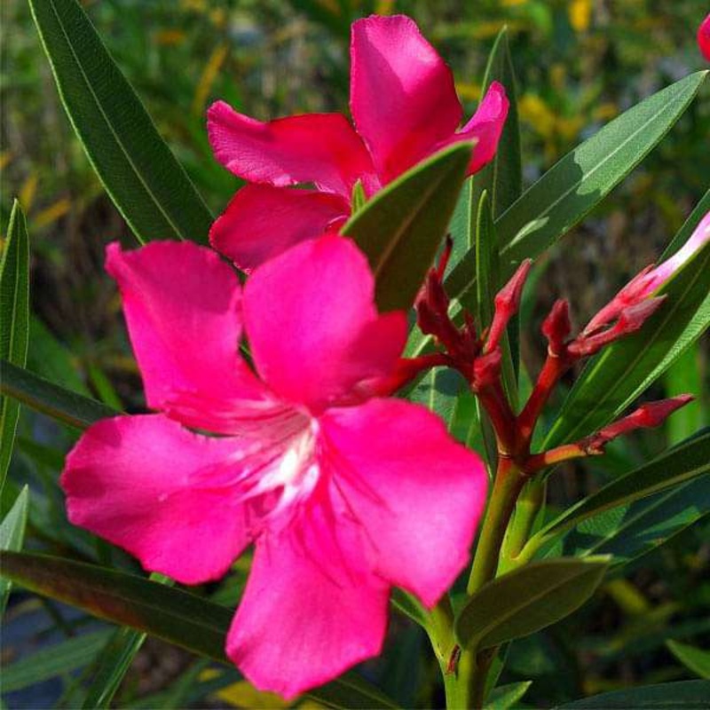 Kaner, Nerium Oleander (Pink) – 0.5 kg Seeds