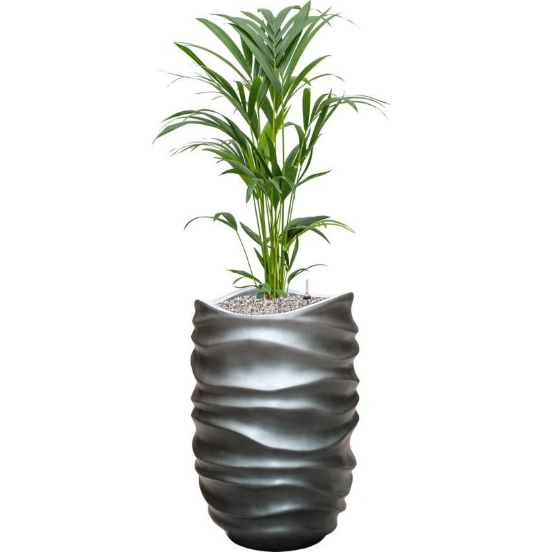 Kentia (Howea) forsteriana in Baq Gradient Lee Office Plant With Pot 127cm Height 27cm Dia
