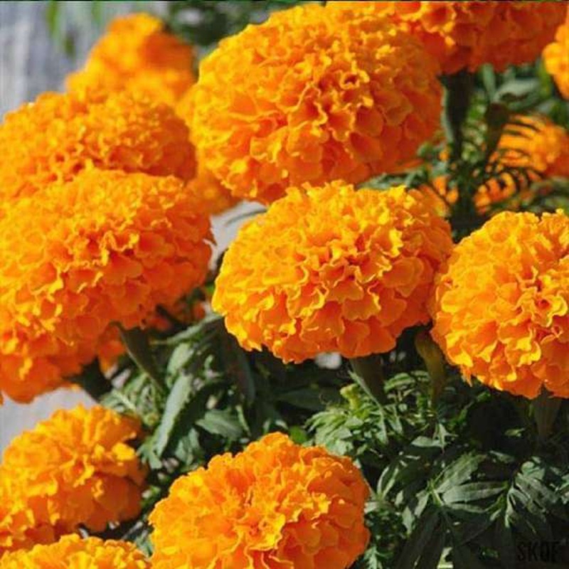 Marigold F-1 Inca Orange – Flower Seeds