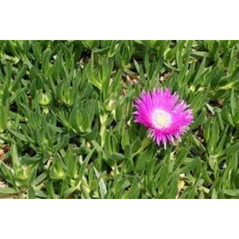 Native Pigface Flower Seeds  Heirloom Non-GMO Seeds for Coastal and Drought Garden Planting 100