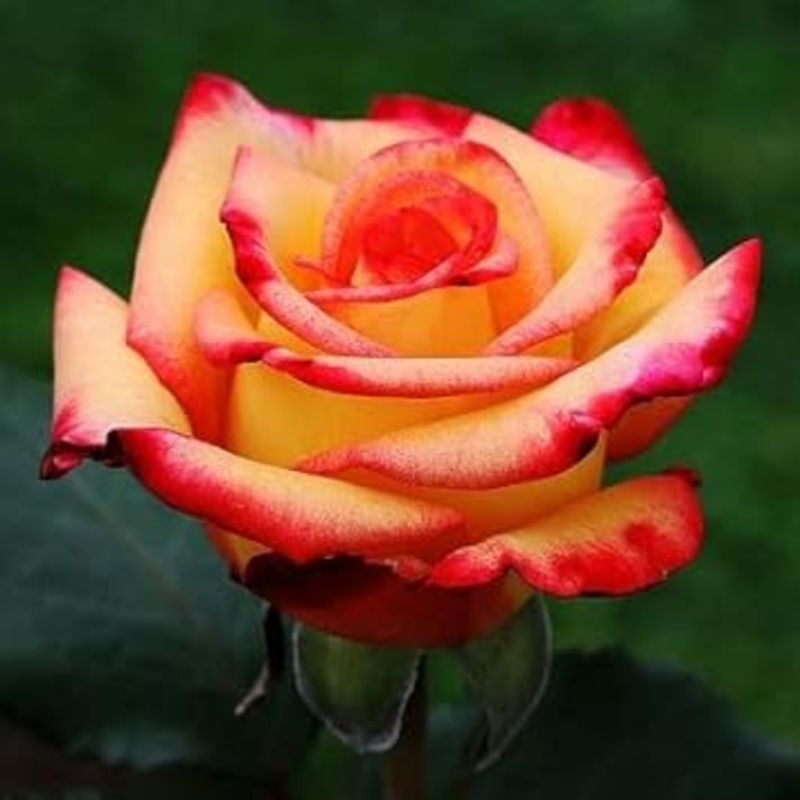 Orange Yellow Rose Plant Seeds for Planting Non-GMO Heirloom Garden Seeds for Growing 100