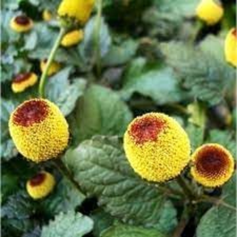 Organic Acmella Flower Seeds for Planting  Heirloom, Non-GMO 100