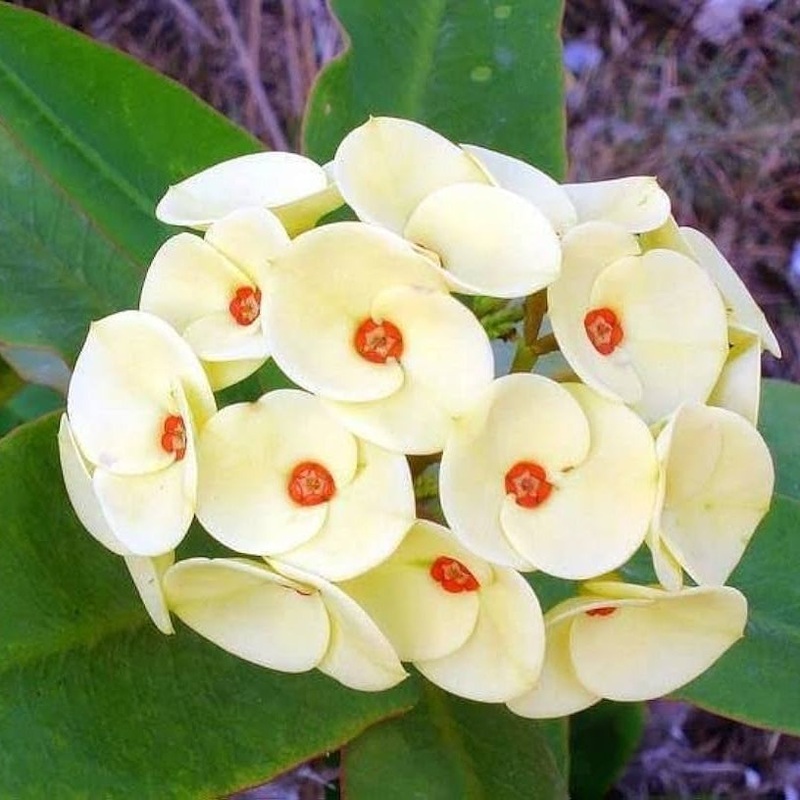 Organic Thorn Flower Seeds for Planting  Heirloom, Non-GMO 100