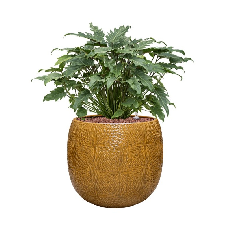 Philodendron ‘Xanadu’ in Marly Office Plant With Pot 75cm Height 31cm Dia