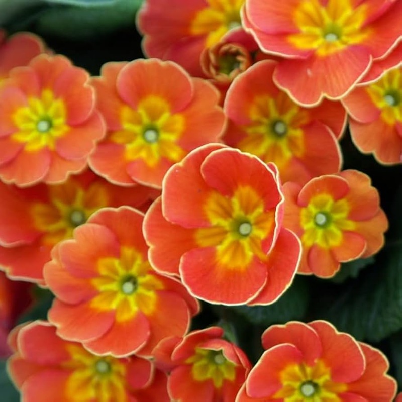 Primula Malacoides Flower Seeds for Planting 100 100