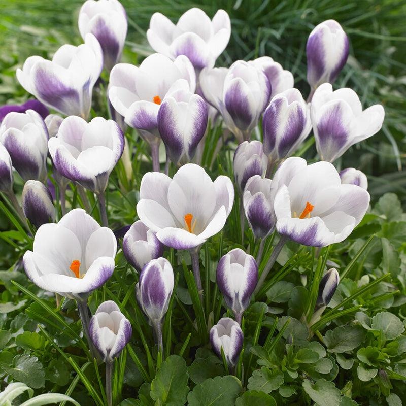 Prince Claus Crocus Bulbs (Pack of 12)