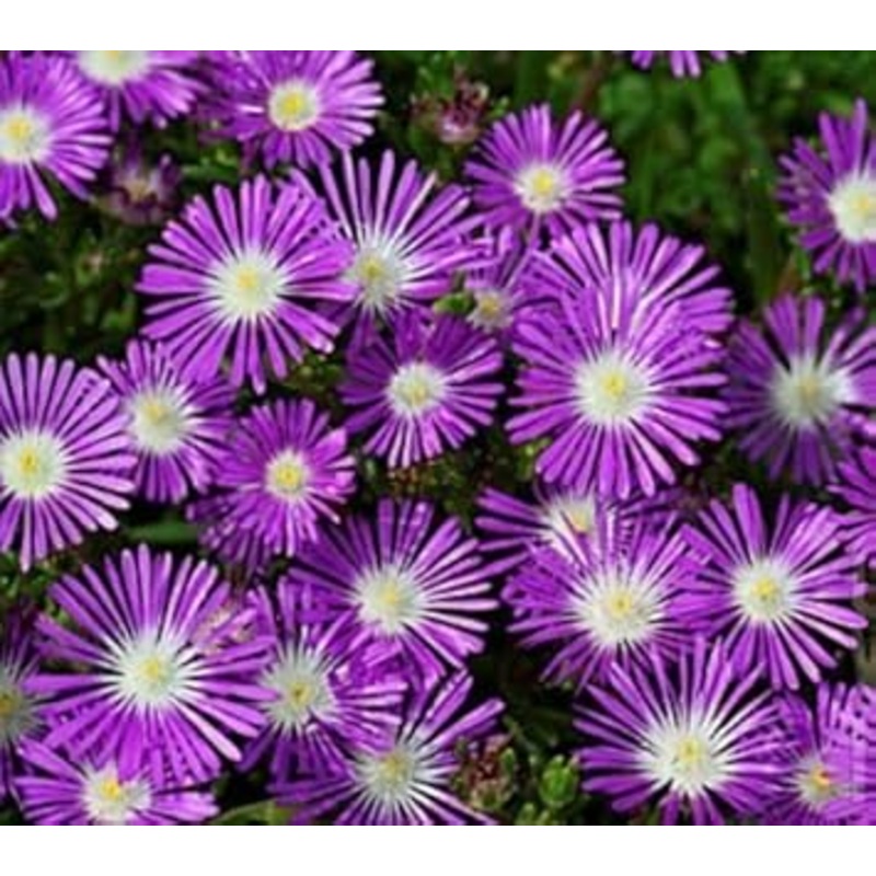 Purple Delosperma Stardust Flower Seeds  Heirloom Non-GMO Succulent Blooms for Rock Gardens 100