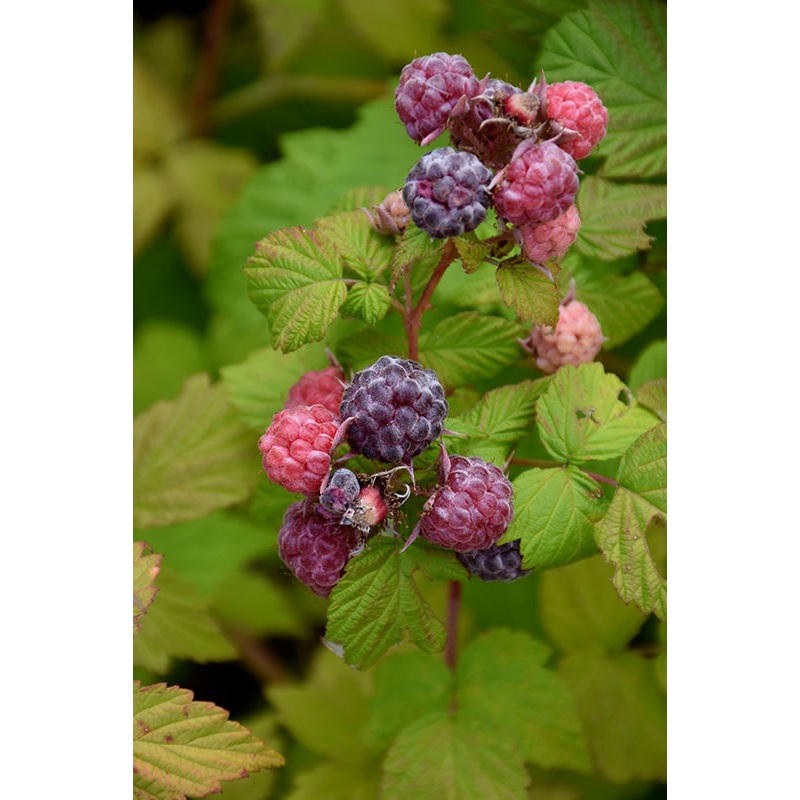 Raspberry-Jewel Black 1C