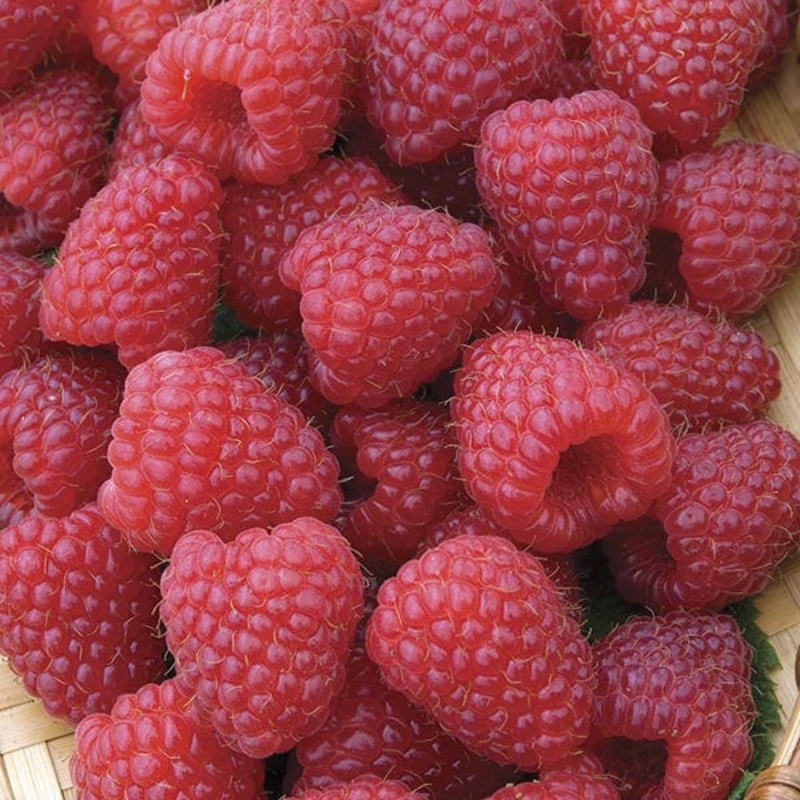 Raspberry Polka AGM Fruit Canes (Primocane) 6x Bare Root Plants