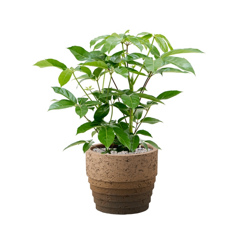 Schefflera actinophylla ‘Amate’ in Cinnamon Office Plant With Pot 85cm Height 29cm Dia
