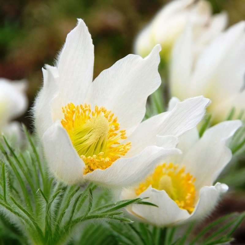 White Pasque Flower Seeds  Heirloom Non-GMO Perennial Seeds for Vibrant Garden Displays 100