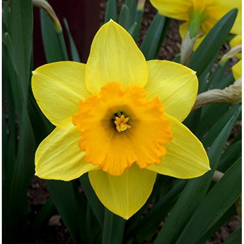 Yellow Daffodils Flower Seeds for Planting  Non-GMO, Heirloom, Spring Blooms 100