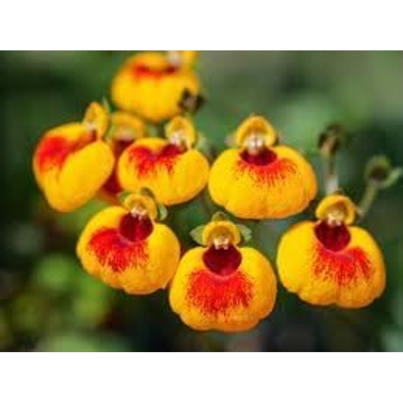 Yellow & Red Calceolaria Uniflora Flower Seeds for Planting – NON GMO Seeds 100