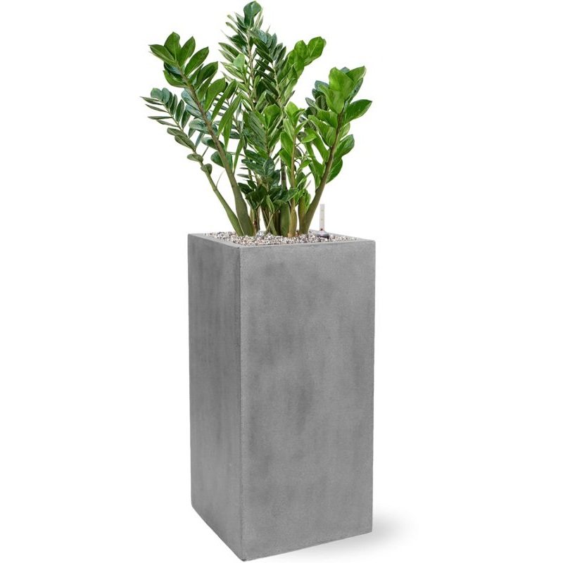 Zamioculcas zamiifolia ZZ in Fiberstone Office Plant With Pot 101cm Height 29cm Dia