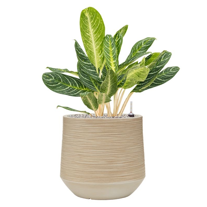 Aglaonema ‘Key Lime’ in Baq Dune Office Plant With Pot 84cm Height 33cm Dia