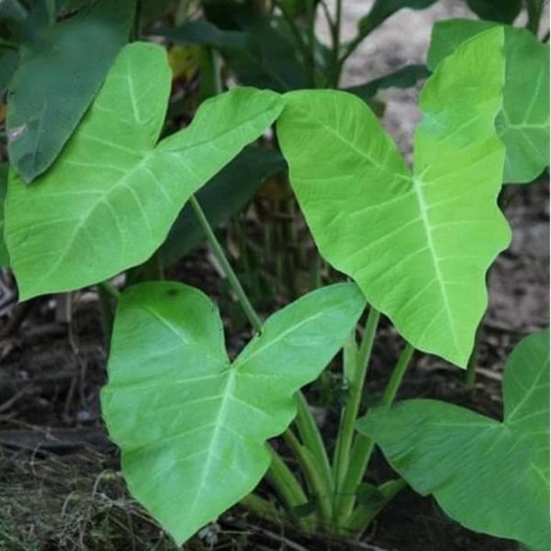 Alocasia esculata var chartreuse – Plant
