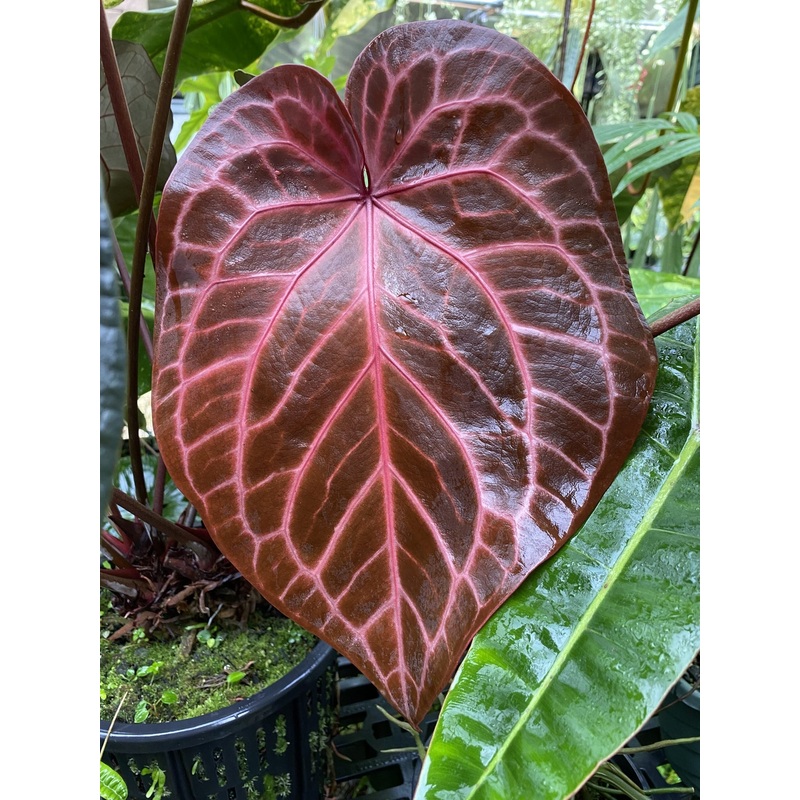 Anthurium crystallinum Flower Seeds for Planting – Heirloom and Non-GMO garden seeds 100