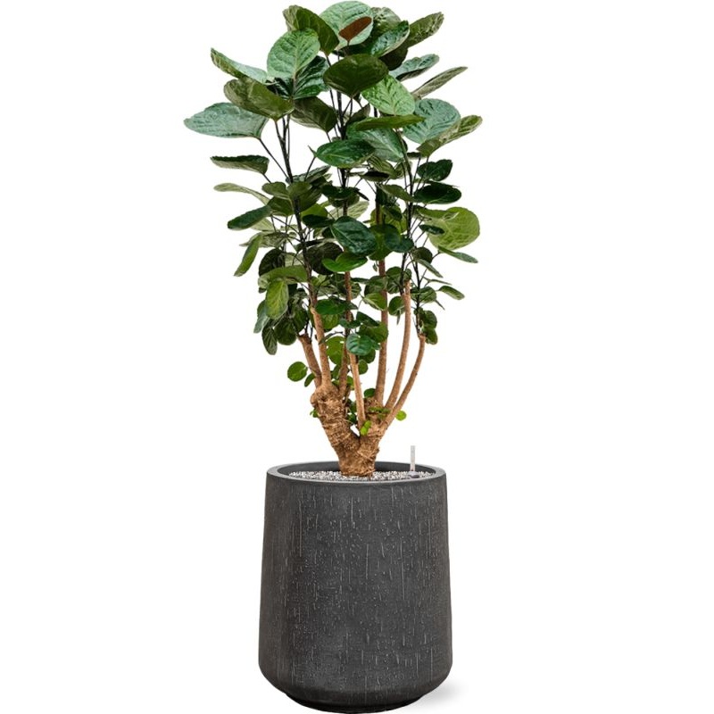 Aralia (Polyscias) ‘Fabian’ in Baq Raindrop Office Plant With Pot 118cm Height 28cm Dia